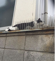 Keep your filthy disgusting cats at home!