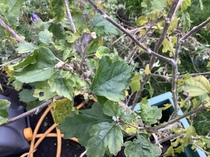 Purple budded shrub/tree id