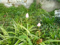 Request plant ID please