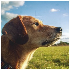 Dog DNA - any guesses?