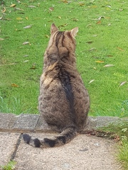 Thug cat part 3.  Unbidden guests are often welcomest when they are gone.