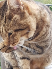 Thug cat part 3.  Unbidden guests are often welcomest when they are gone.