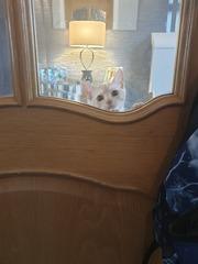 HELP Kitten and Leather Chairs