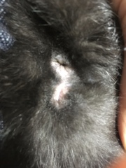 Is my boy kitten actually a girl?