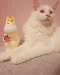 Maine Coon