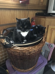 Tank commanders defending the home against kittens.