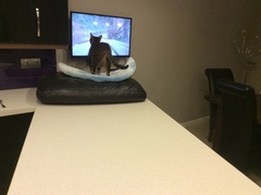 “It’s me or the cat!”
