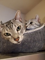 Show me your kitties