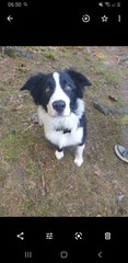 Border Collies owners/lovers