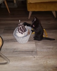 It's national black cat day today
