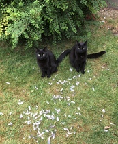 It's national black cat day today
