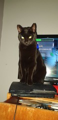 Guess the sex of the cat from their face thread