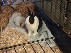 Rabbit died under anaesthetic