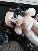 To ask you to tell me about your pets?