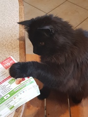 Recommended Cat toys