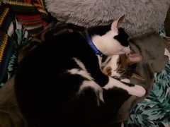 Show me your kitties