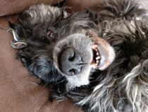 To ask you to tell me about your pets?