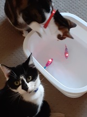 Show me your kitties