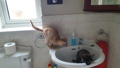 My kittens have gone crazy today....(sort of light hearted) but Help!!!