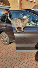 Are fancy cat foods worth the money?