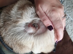 Flea treatment