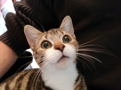 Guess the sex of the cat from their face thread