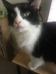 Guess the sex of the cat from their face thread