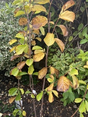 What’s wrong with my magnolia tree?