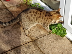 Thug cat part 3.  Unbidden guests are often welcomest when they are gone.