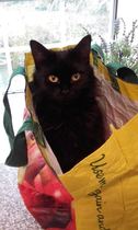 Could you please show me a really funny picture of your cat?