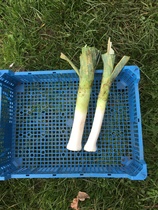 Allotment/Veg Patch Thread 16  Weather weirdness prevails !