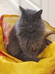 What's your DCat up to today? (Thread 8)