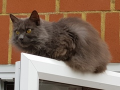 Thug cat part 3.  Unbidden guests are often welcomest when they are gone.