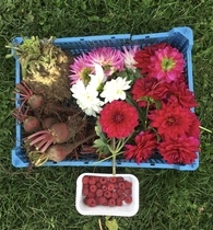 Allotment/Veg Patch Thread 16  Weather weirdness prevails !