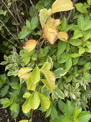 What’s wrong with my magnolia tree?