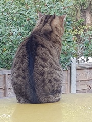 Thug cat part 3.  Unbidden guests are often welcomest when they are gone.