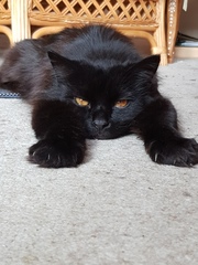 It's national black cat day today