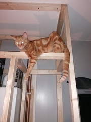If I have a cat who climbs curtains and clothes horses