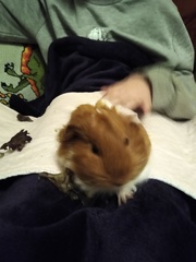 New Guinea Pigs