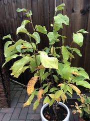 Weeping pussy willow and magnolia leaves not looking healthy