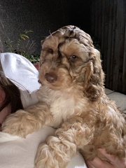 My puppy has no name - help