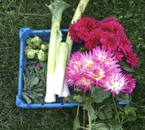 Allotment/Veg Patch Thread 16  Weather weirdness prevails !