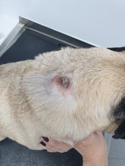 Flea treatment