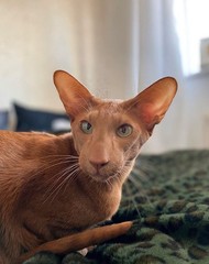 How different are Havanas from Siamese?