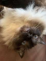 Cats. As they are so popular on here (usually), can I please ask...