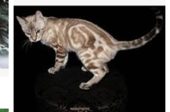 Can’t work out if my cat is pedigree or not.