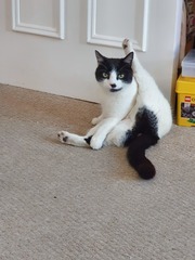 Could you please show me a really funny picture of your cat?
