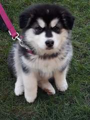 I want a puppy...spam me with pics instead please