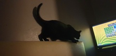 It's national black cat day today