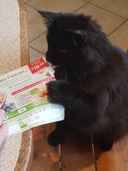 Recommended Cat toys